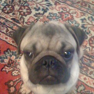 Meet your Posher, Rose